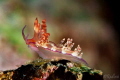   Aeolid Nudibranch Flabellina  